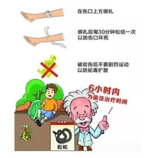 如果不小心碰到眼镜王蛇这样的毒蛇，我们该如何自救呢？