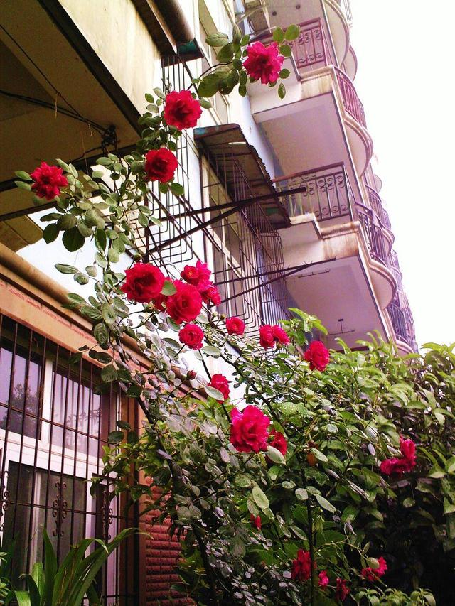 为了养花，买下带小院的一楼，入住半年了，谈谈我的“真实感受”