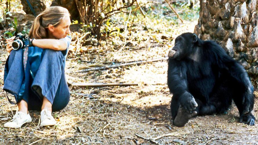 贡贝黑猩猩战争：围殴、偷袭、暗杀，血腥程度堪比人类战争