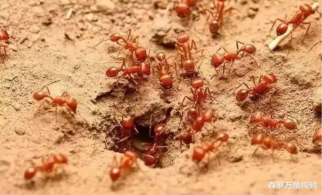 红火蚁侵入中国25省,一窝能有30万只,这种蚂蚁究竟有什么危害?