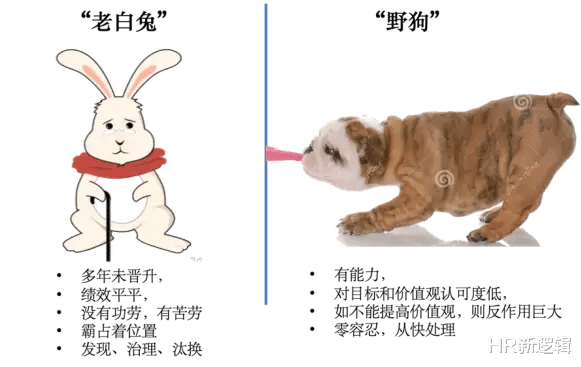 阿里巴巴|不是996留不住人，是马斯克留不住！