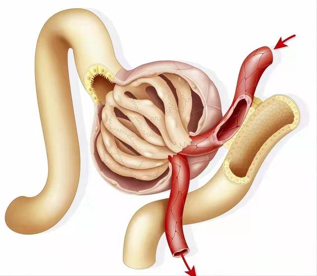 尿毒症|肌酐降下来之后,仍需防止尿毒症,还有大问题不能不解决