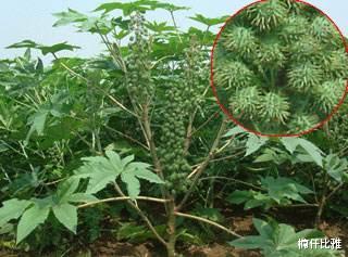 动物和植物界的十大\毒王\,见了千万要躲开