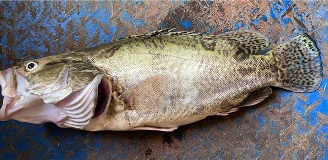 广东省|适当索取！男子玩路亚捅了“鳜鱼窝”，一连钓到5条，拉到了手软