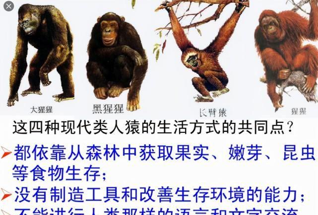 人类都是早产儿?科学家:怀孕21个月才足月,怀胎十月纯属无奈
