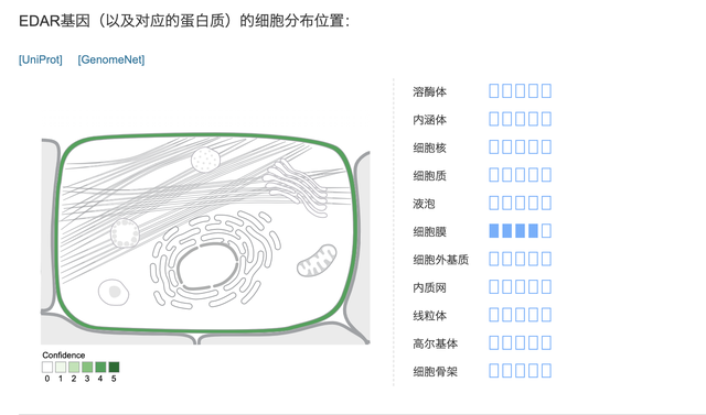 3.5万年前的基因突变,人类拥有了小胸基因,为何集中在东亚人群