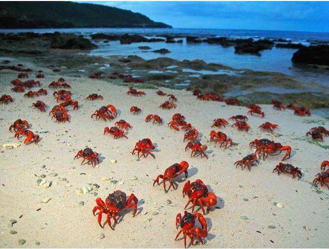 圣诞岛红蟹