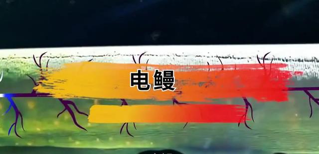 地球上有可以喷火的动物吗?有可能进化出喷火的生物吗?