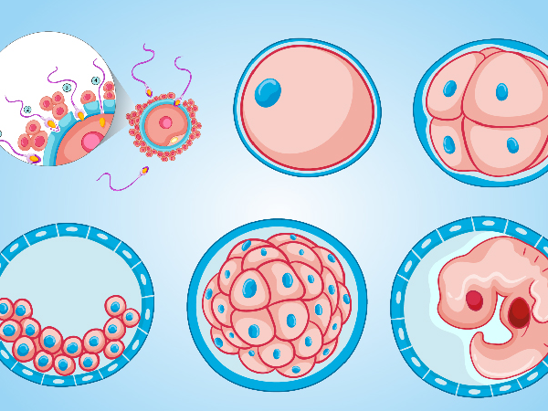 蛋白质|卵巢早衰阻碍生育：做好这3点，长期坚持可让卵巢“回春”！