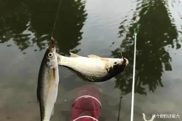 韭菜|这两种钓法针对夏季鱼活性不高，见效快！有鱼没口的问题迎刃而解