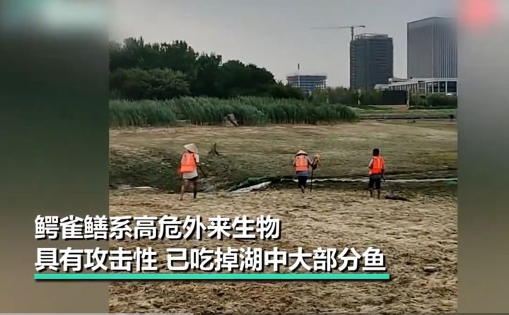 汝州鳄雀鳝捉住了,却是雌雄两条,雌鱼一次可产卵20万枚,怎么办