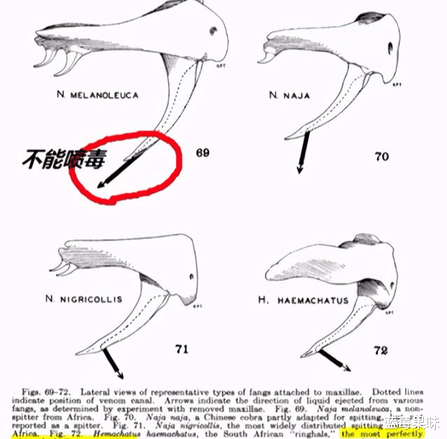 一条就能毒死1万只小白鼠!巨型毒蛇竟然会“舞蹈”——眼镜王蛇
