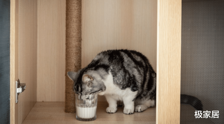 日式纯享风，连猫咪都有了“大别墅”，处处都有新花样