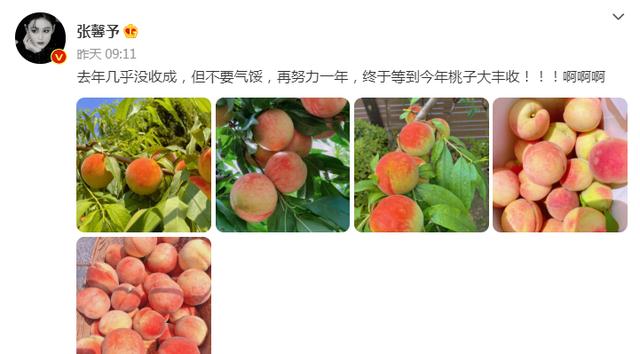 张馨予|张馨予“开馨农场”大丰收！自种水蜜桃引围观，被赞贤惠女星代表