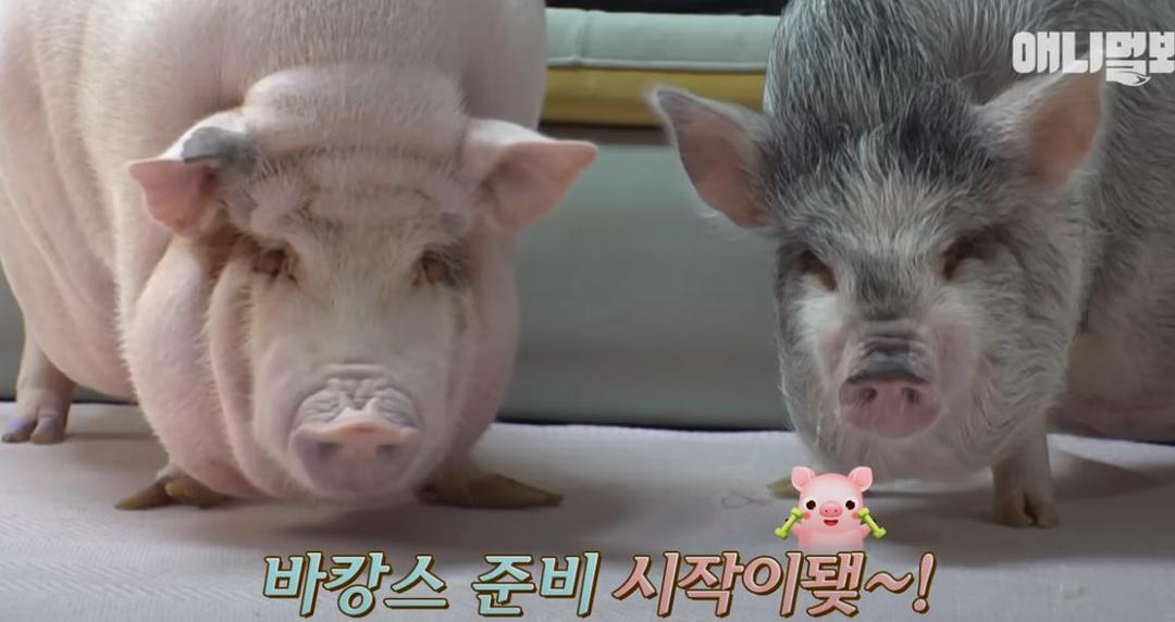 古尔丹 韩国女孩养迷你猪秒变大胖猪，如今带着它们刻苦运动节食减肥