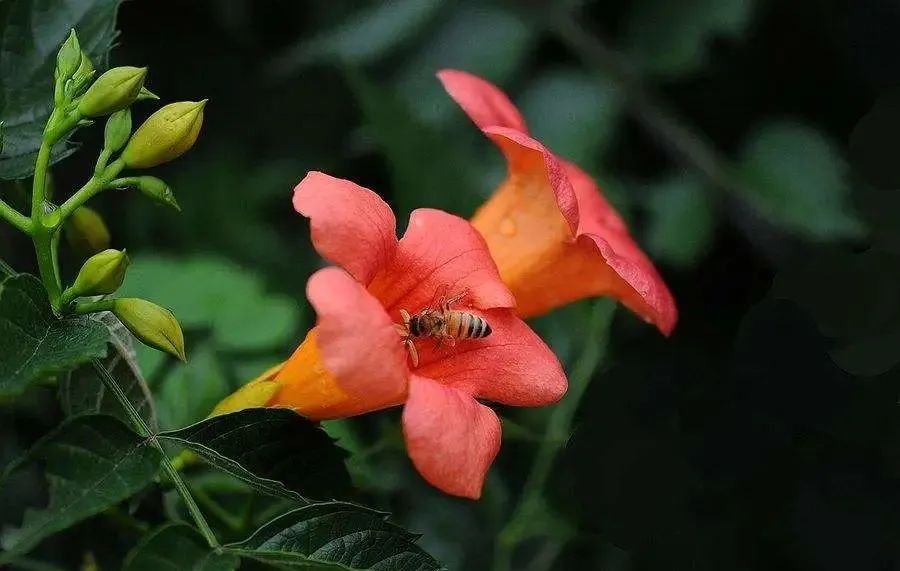 食盐|通则不痛,临床常用中药凌霄花分享,破瘀通经,凉血祛风