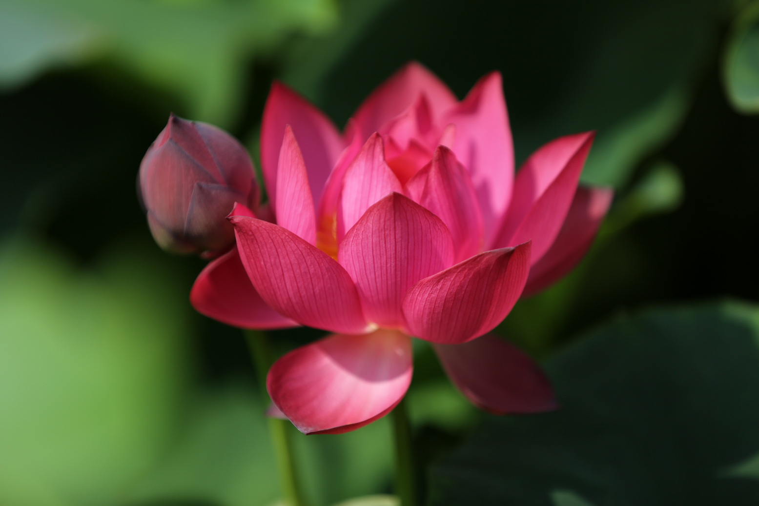 |2022年古猗园的花季夏拍荷花冬赏梅