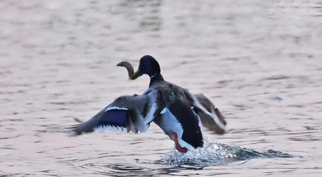 京杭大运河|长白山天池里到底有没有鱼？为什么？