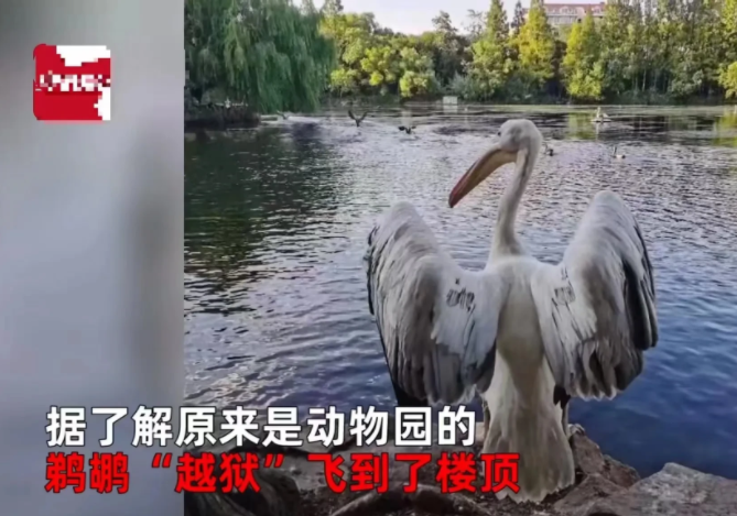 上海，女子上天台发现一只怪鸟，体形庞大，气质呆萌似二哈！