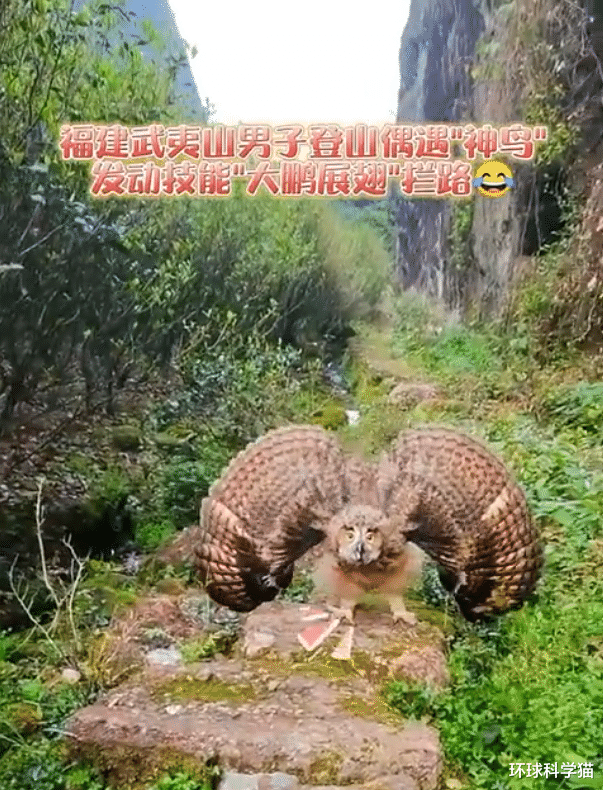 男子遇“牢底坐穿兽”雕鸮!被攻击,为何有人说它对死人味敏感?