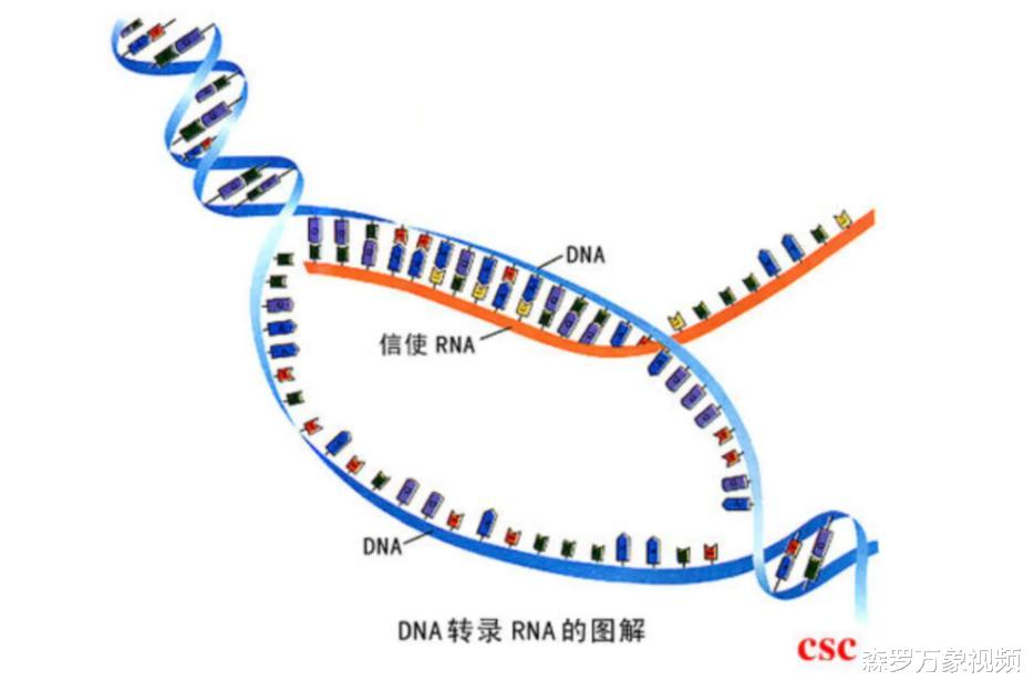 全身有“味”是主流，为什么我们没有体臭？突变获得“清爽基因”