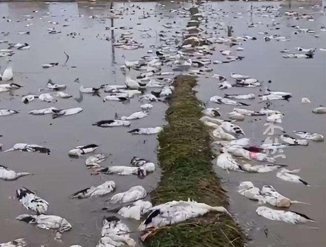 红眼病的人毒死老汉近4000只鸭子,谁为这些家禽的生命负责?