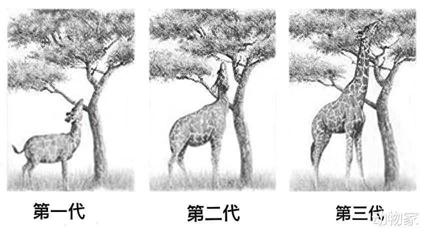 关于长颈鹿的争论,著名科学家们的辩论赛,这个瓜真的是太有趣了