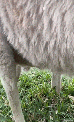 面粉|为什么脱下的袜子里面为什么总有面粉