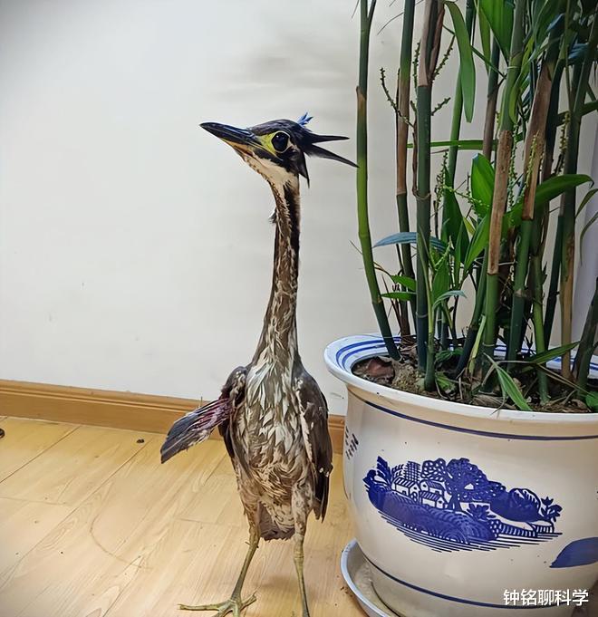 海南|罕见海南鳽现身江西！全球仅1000只，为何钓鱼人对它威胁最大？