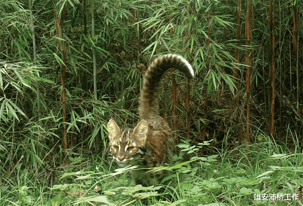 它是最神秘的猫,被称为亚洲金猫,能“杀虎杀象”