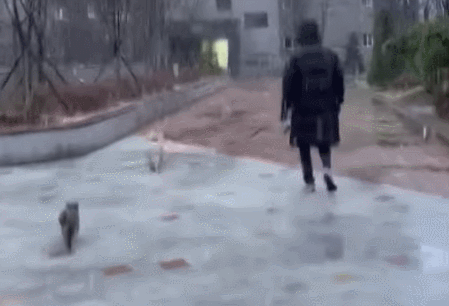 吸猫体质的狗狗，每天散步都有流浪猫陪跑，还顺带救了一窝小奶猫