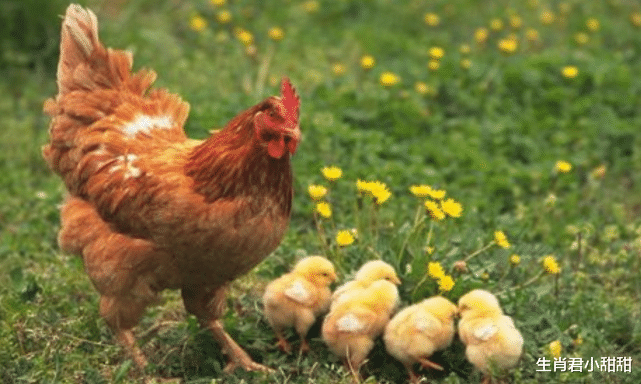 属鸡|吃得苦中苦方为人上人，生肖鸡吃苦耐劳拒绝抱怨，在职场越挫越勇
