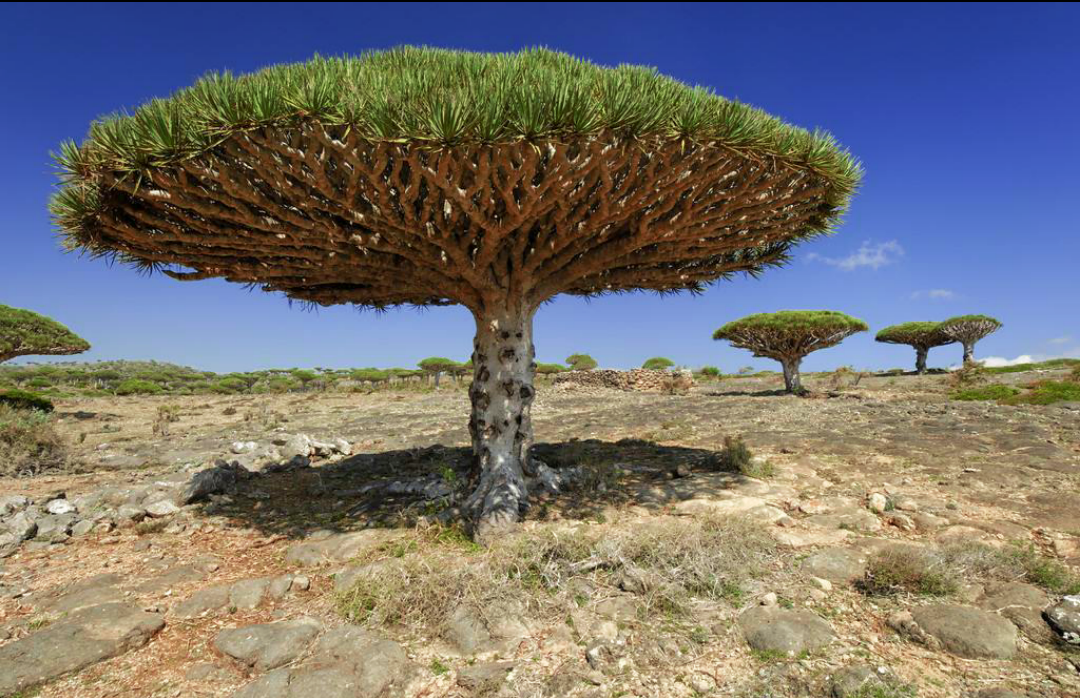 寺庙|“龙出没的海岛”不像在地球上,世界遗产但游客非常稀少