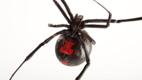 被蜘蛛咬一下，会变成蜘蛛侠？医生提醒：不一定，也有可能进ICU