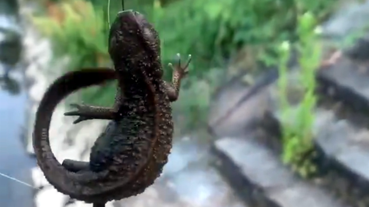 |男子野钓收获“四脚生物”，得知身份后赶紧放生，网友：算你聪明