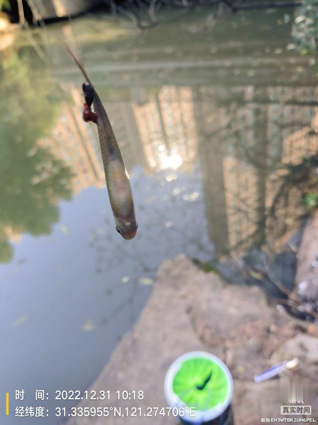 |2022年最后一钓，最大的鱼是斤鲫！