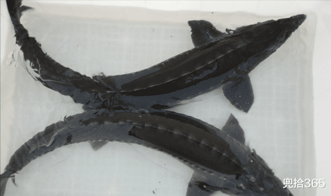 中华鲟|女子陪家人去“盘黑坑”，徒手从水中抓起一条鲟鱼，抱着撒腿就跑