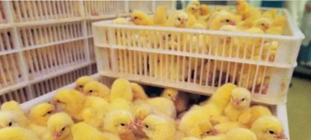 自由职业者|神奇职业“小鸡性别鉴定师”,每天分辨12000只鸡仔,月入过万