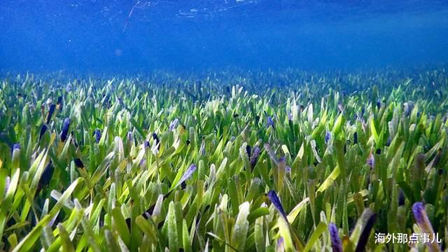 澳洲海底发现千年古海神草生长逾200平方公里成全球最大植物