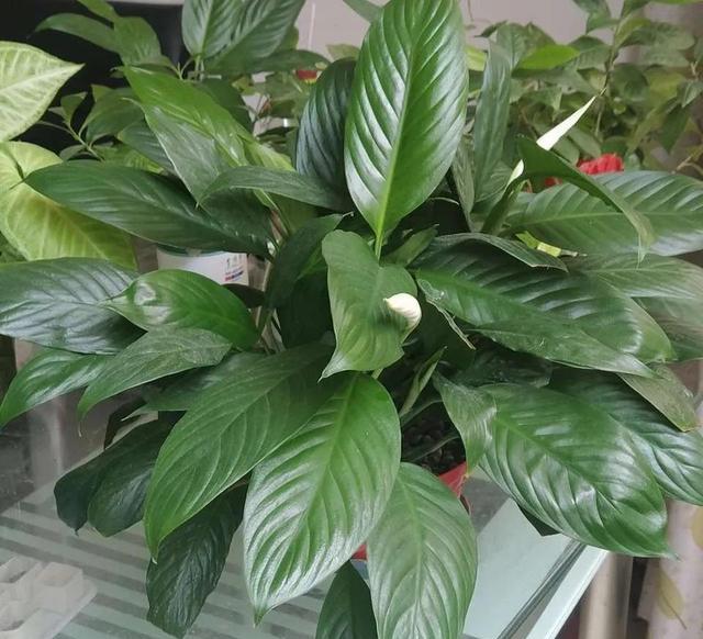 武昌|这些花适合放在办公室,旺财旺事业,勤浇水就能长得美!