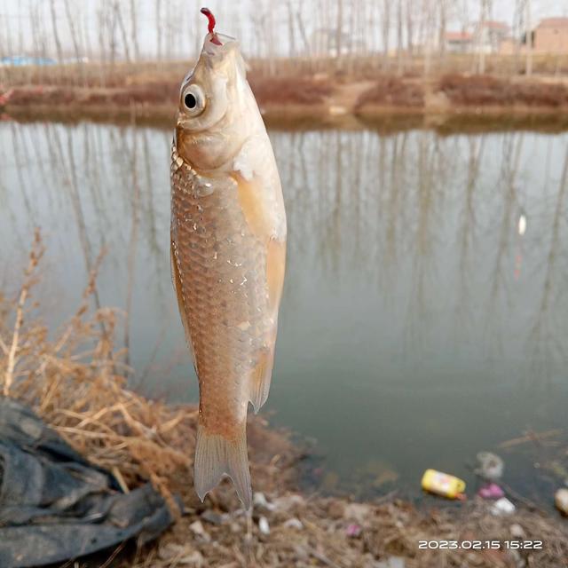 鲫鱼|早春鱼口稀,鲫鱼几尾来光顾