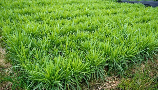 韭菜长不好,用发酵豆腐水浇一浇,可促韭菜长得油绿粗壮