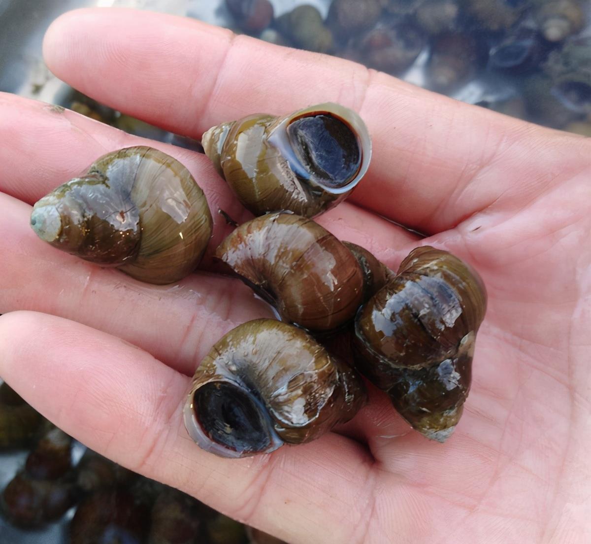 国家二级保护动物|螺蛳已被列为国家二级保护动物,我们还能用螺蛳钓鱼么