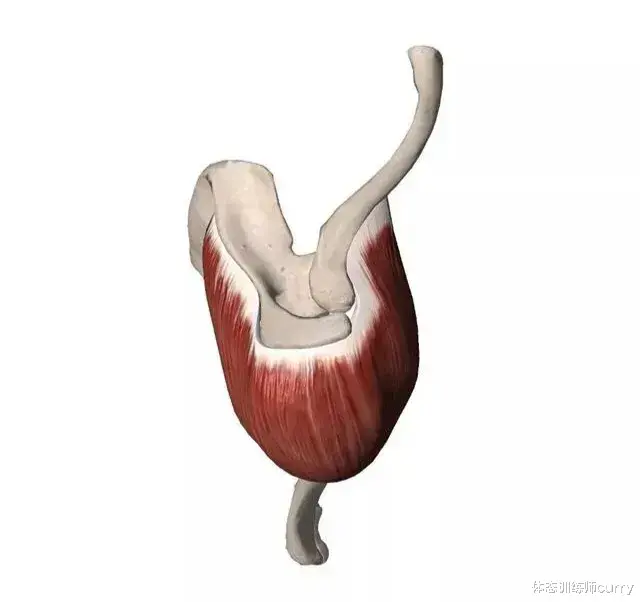 三角肌|想塑造3D肩膀?不注意这三个常见错误,你的肩部训练等于白练!