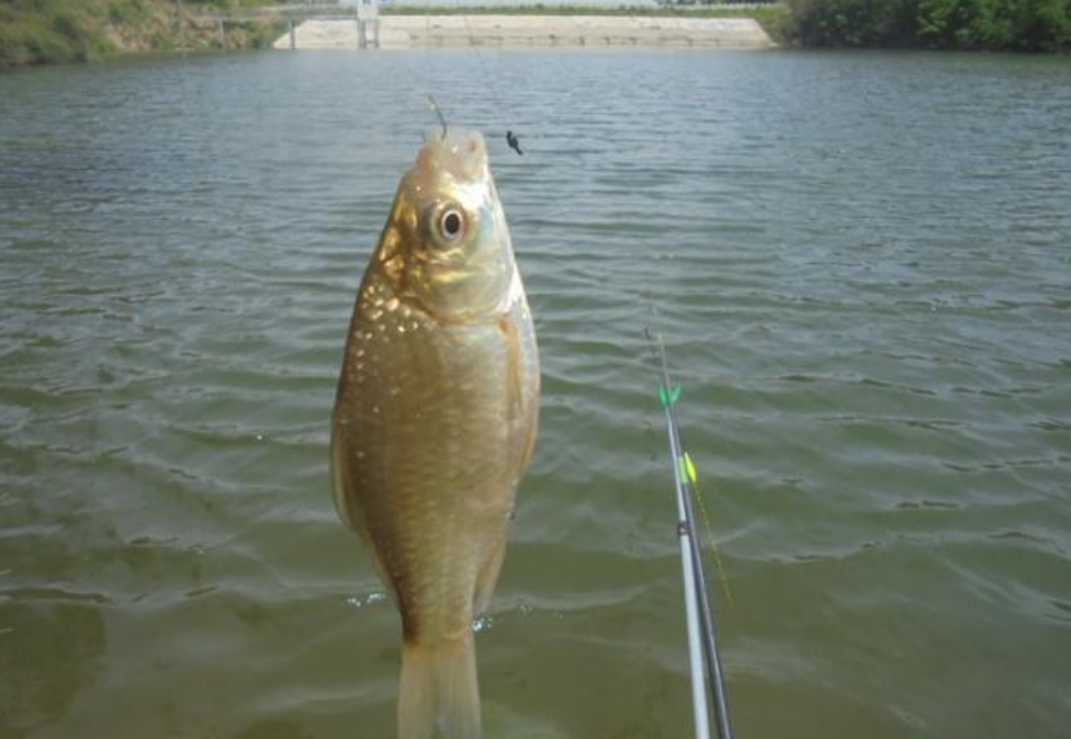 大板|冬季降温后鱼都藏在哪？找鱼窝还要看这几个位置，大板鲫的藏身地