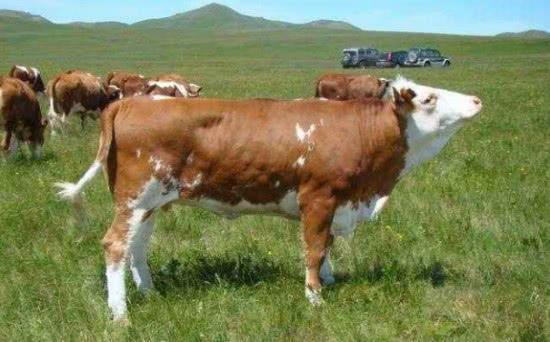 为什么人类通常吃食草动物的肉,却很少吃食肉动物,现在才晓得