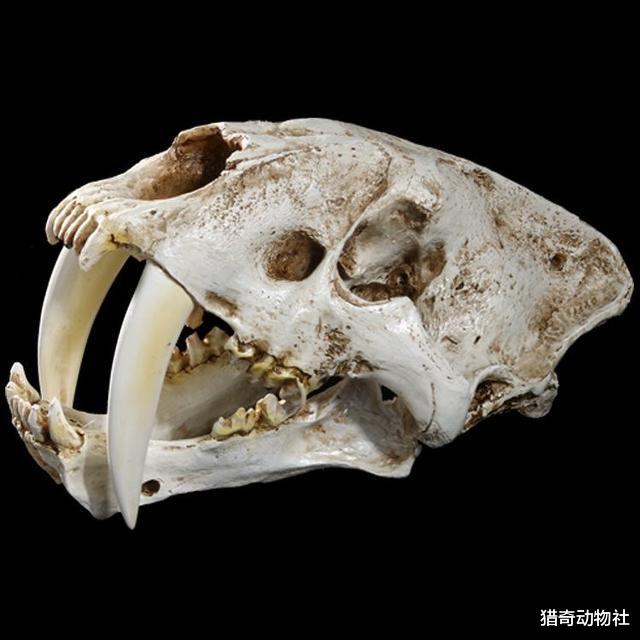 河马50厘米长的犬齿不外露，剑齿虎的牙齿复原有没有可能搞错了呢？