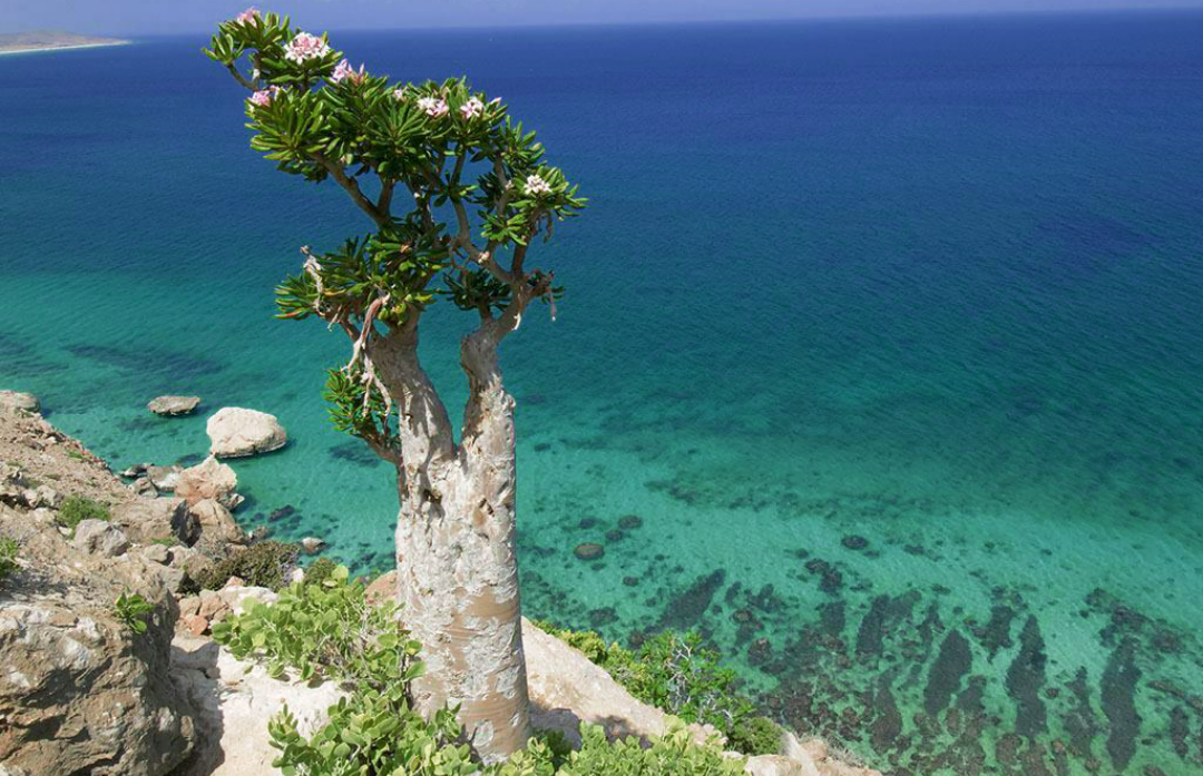 寺庙|“龙出没的海岛”不像在地球上,世界遗产但游客非常稀少