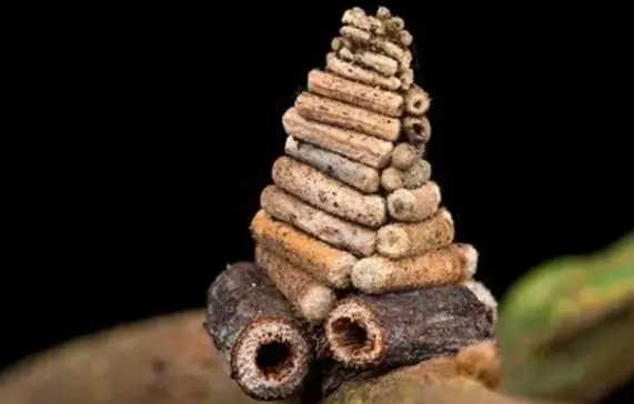 这种像小精灵们居住的木屋竟然不是人类造的,而是一种小虫子