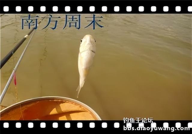 饵料|雨水节气春风劲，沙河一行爽拉鲫